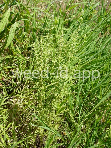 bugleweed, American